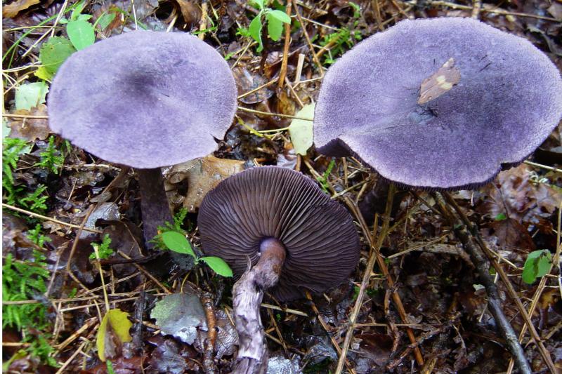 Cortinarius violaceus/Cortinario violeta, Sare morea, Seta de pezón azul